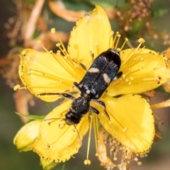 Eleale pulchra at Taylor Offset (TLR) - 1 Feb 2024