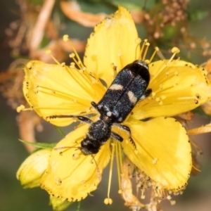 Eleale pulchra at Taylor, ACT - 1 Feb 2024 11:40 AM