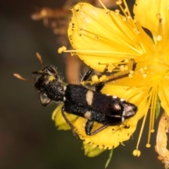 Eleale pulchra at Taylor, ACT - 1 Feb 2024 11:40 AM