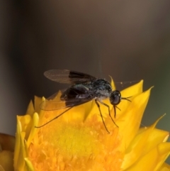 Geron nigralis (Slender bee fly) at Taylor Offset (TLR) - 1 Feb 2024 by kasiaaus