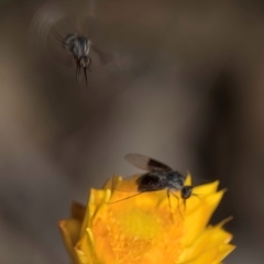 Geron nigralis at Taylor, ACT - 1 Feb 2024