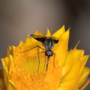 Geron nigralis at Taylor, ACT - 1 Feb 2024