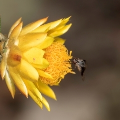 Geron nigralis at Taylor, ACT - 1 Feb 2024