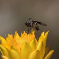 Geron nigralis at Taylor, ACT - 1 Feb 2024