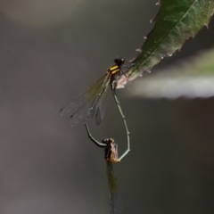 Nososticta solida (Orange Threadtail) at Blue Gum Point to Attunga Bay - 3 Feb 2024 by THATJAYKIDRICK