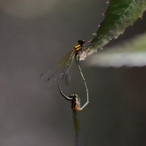 Nososticta solida at Lake Burley Griffin West - 3 Feb 2024 02:00 PM