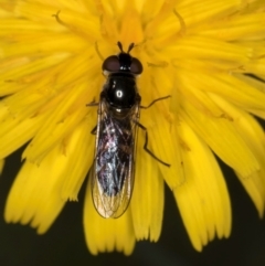 Melangyna sp. (genus) (Hover Fly) at Taylor, ACT - 1 Feb 2024 by kasiaaus