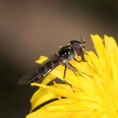 Melangyna sp. (genus) at Taylor, ACT - 1 Feb 2024 10:58 AM