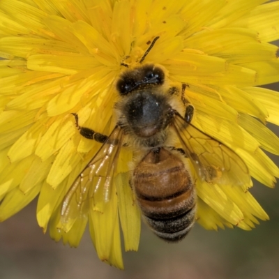 Apis mellifera (European honey bee) at Taylor, ACT - 1 Feb 2024 by kasiaaus