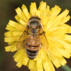 Apis mellifera at Taylor, ACT - 1 Feb 2024