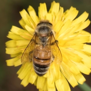 Apis mellifera at Taylor, ACT - 1 Feb 2024