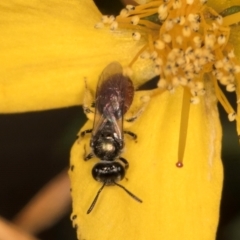 Lasioglossum (Chilalictus) hemichalceum (Halictid Bee) at Taylor Offset (TLR) - 1 Feb 2024 by kasiaaus