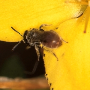 Lasioglossum (Chilalictus) hemichalceum at Taylor, ACT - 1 Feb 2024 11:02 AM