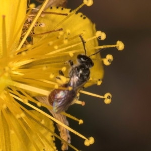 Lasioglossum (Chilalictus) hemichalceum at Taylor, ACT - 1 Feb 2024