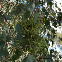 Unverified Eucalyptus Gall at Russell, ACT - 3 Feb 2024 by Hejor1