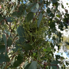 Unidentified Eucalyptus Gall at Russell, ACT - 3 Feb 2024 by Hejor1