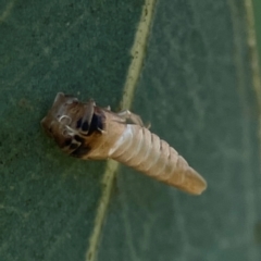 Cicadellidae (family) (Unidentified leafhopper) at Russell, ACT - 3 Feb 2024 by Hejor1