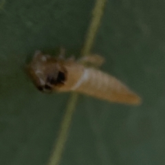 Cicadellidae (family) at Russell, ACT - 3 Feb 2024