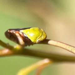 Chaetophyes compacta at Russell, ACT - 3 Feb 2024