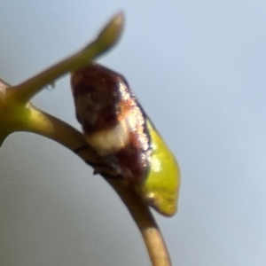 Chaetophyes compacta at Russell, ACT - 3 Feb 2024