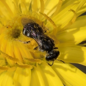 Lasioglossum (Chilalictus) sp. (genus & subgenus) at Taylor Offset (TLR) - 1 Feb 2024