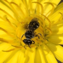 Lasioglossum (Chilalictus) sp. (genus & subgenus) at Taylor, ACT - 1 Feb 2024