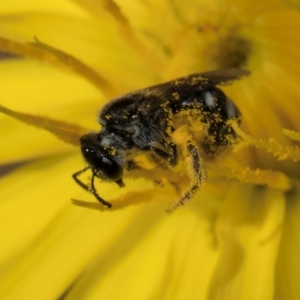 Lasioglossum (Chilalictus) sp. (genus & subgenus) at Taylor, ACT - 1 Feb 2024