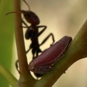 Katipo rubrivenosa at Russell, ACT - 3 Feb 2024