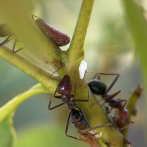 Katipo rubrivenosa at Russell, ACT - 3 Feb 2024