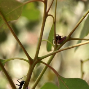 Katipo rubrivenosa at Russell, ACT - 3 Feb 2024