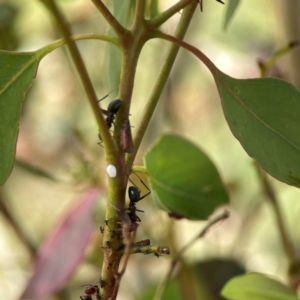 Katipo rubrivenosa at Russell, ACT - 3 Feb 2024