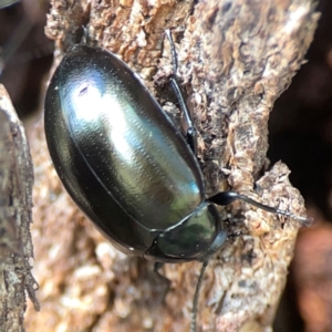 Chalcopteroides sp. (genus) at Russell, ACT - 3 Feb 2024 10:32 AM