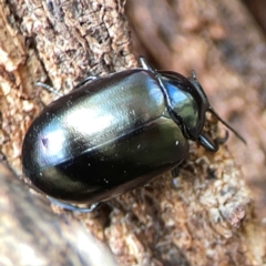 Chalcopteroides sp. (genus) at Russell, ACT - 3 Feb 2024 10:32 AM