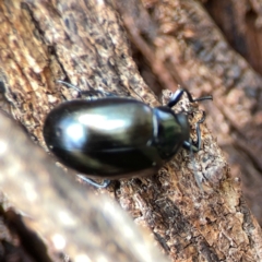 Chalcopteroides sp. (genus) at Russell, ACT - 3 Feb 2024 10:32 AM