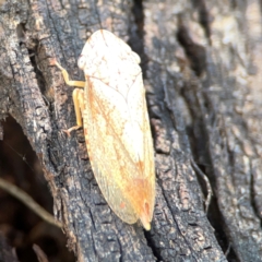 Stenocotis depressa (Leafhopper) at Russell, ACT - 3 Feb 2024 by Hejor1