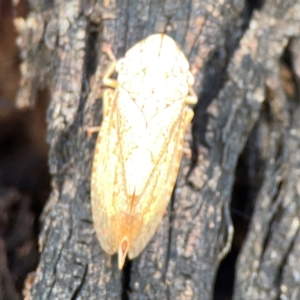 Stenocotis sp. (genus) at Russell, ACT - 3 Feb 2024