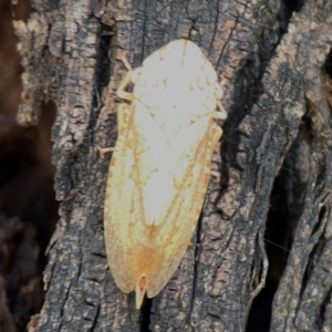 Stenocotis sp. (genus) at Russell, ACT - 3 Feb 2024