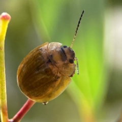 Paropsisterna cloelia (Eucalyptus variegated beetle) at Russell, ACT - 2 Feb 2024 by Hejor1