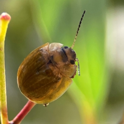 Paropsisterna cloelia (Eucalyptus variegated beetle) at Russell, ACT - 2 Feb 2024 by Hejor1