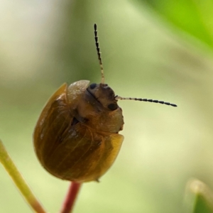 Paropsisterna cloelia at Russell, ACT - 3 Feb 2024