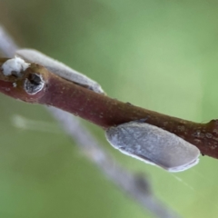 Anzora unicolor (Grey Planthopper) at Russell, ACT - 3 Feb 2024 by Hejor1