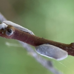 Anzora unicolor at Russell, ACT - 3 Feb 2024