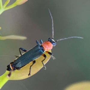 Chauliognathus tricolor at Russell, ACT - 3 Feb 2024