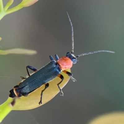 Chauliognathus tricolor (Tricolor soldier beetle) at Russell, ACT - 2 Feb 2024 by Hejor1