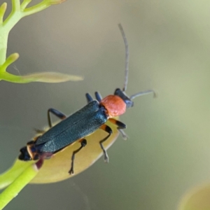 Chauliognathus tricolor at Russell, ACT - 3 Feb 2024 10:42 AM