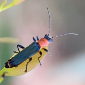 Chauliognathus tricolor at Russell, ACT - 3 Feb 2024