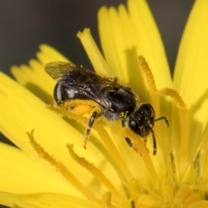 Lasioglossum (Chilalictus) sp. (genus & subgenus) at Taylor Offset (TLR) - 1 Feb 2024