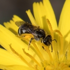 Lasioglossum (Chilalictus) sp. (genus & subgenus) (Halictid bee) at Taylor, ACT - 1 Feb 2024 by kasiaaus