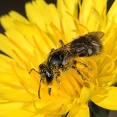 Lasioglossum (Chilalictus) lanarium (Halictid bee) at Taylor, ACT - 1 Feb 2024 by kasiaaus