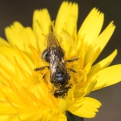 Lasioglossum (Chilalictus) lanarium at Taylor, ACT - 1 Feb 2024